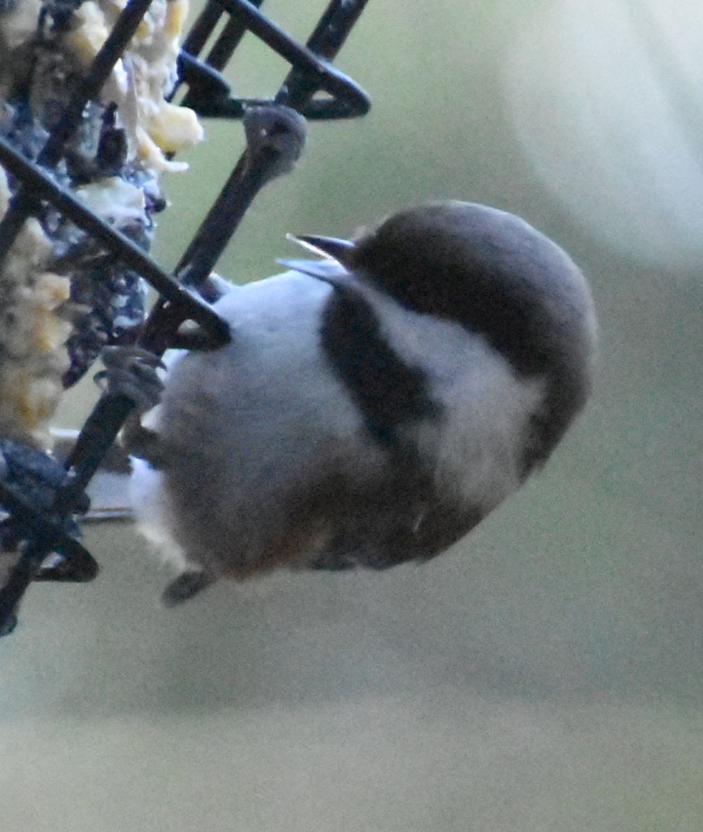 Chestnut-backed Chickadee - ML620462077