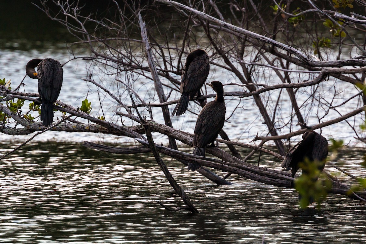 Cormoran vigua - ML620462082