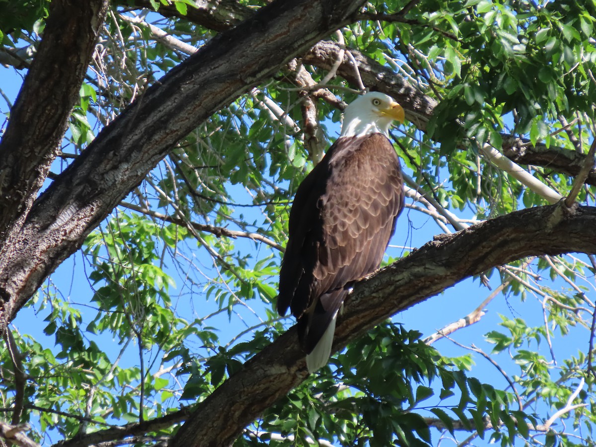 Bald Eagle - ML620462100