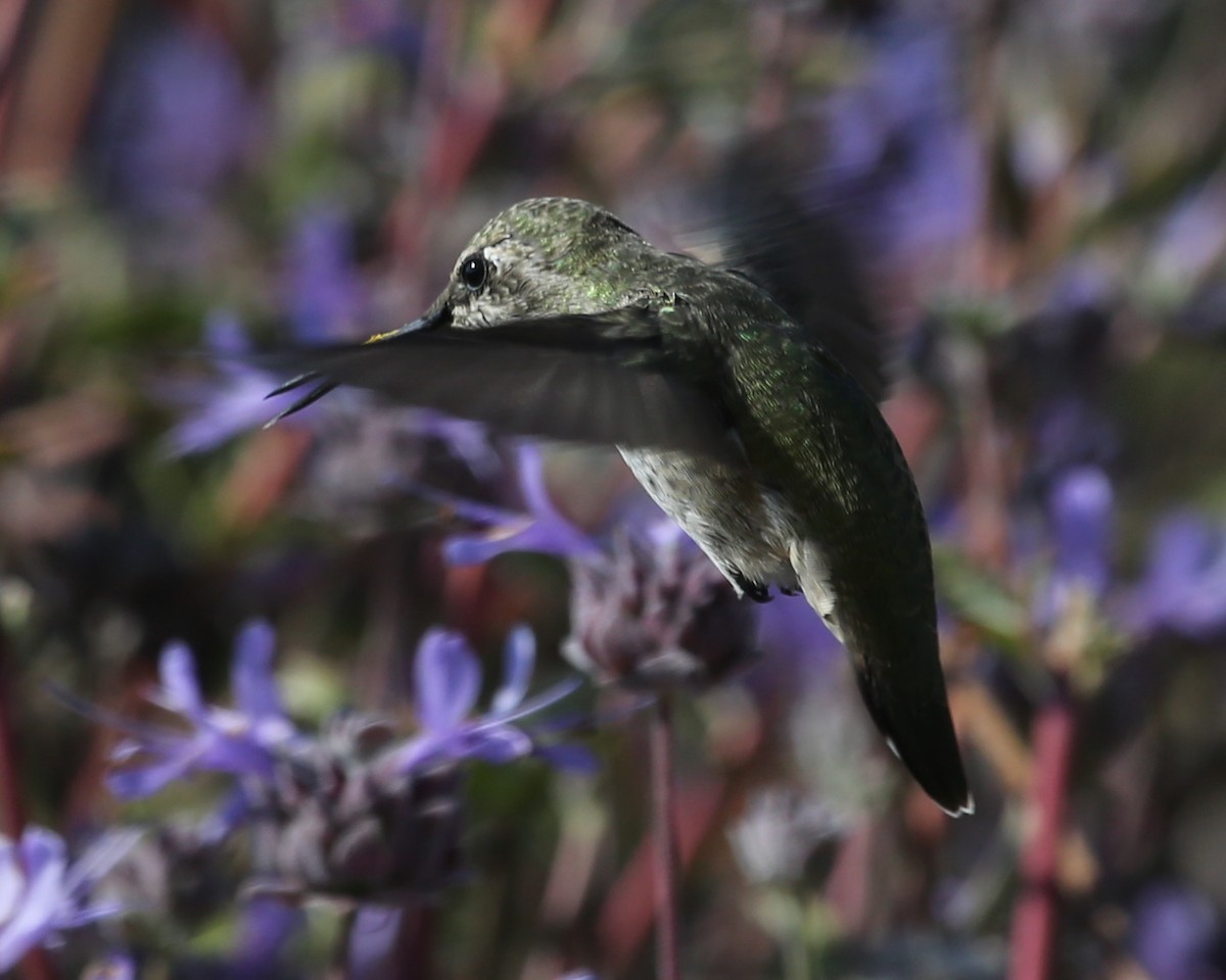ub. kolibri (Trochilidae sp.) - ML620462102