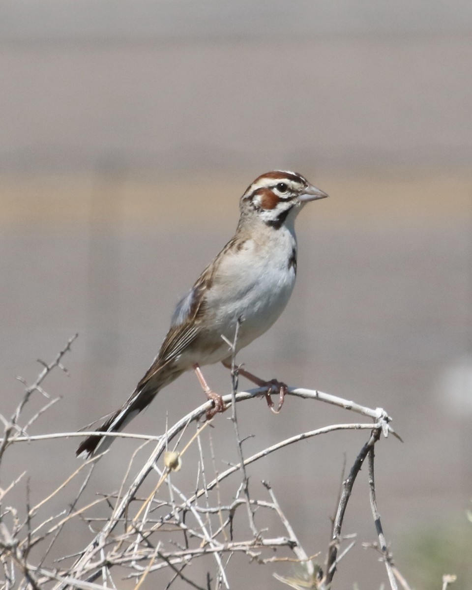 Bruant à joues marron - ML620462103