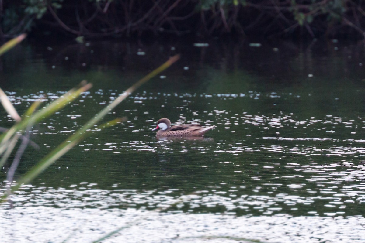 White-cheeked Pintail - ML620462105