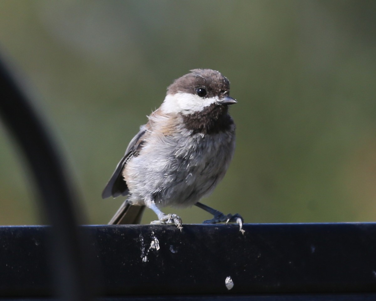 Mésange à dos marron - ML620462107