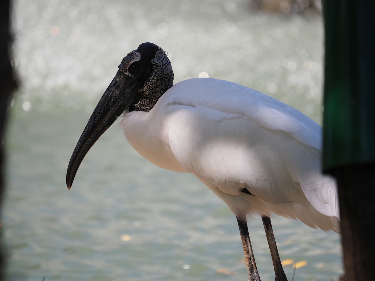 Wood Stork - ML620462111