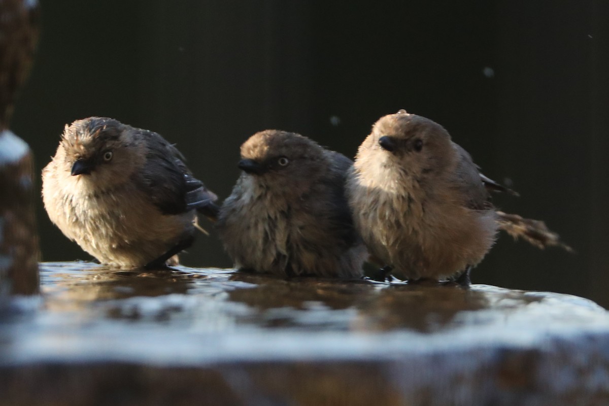 Bushtit - ML620462117