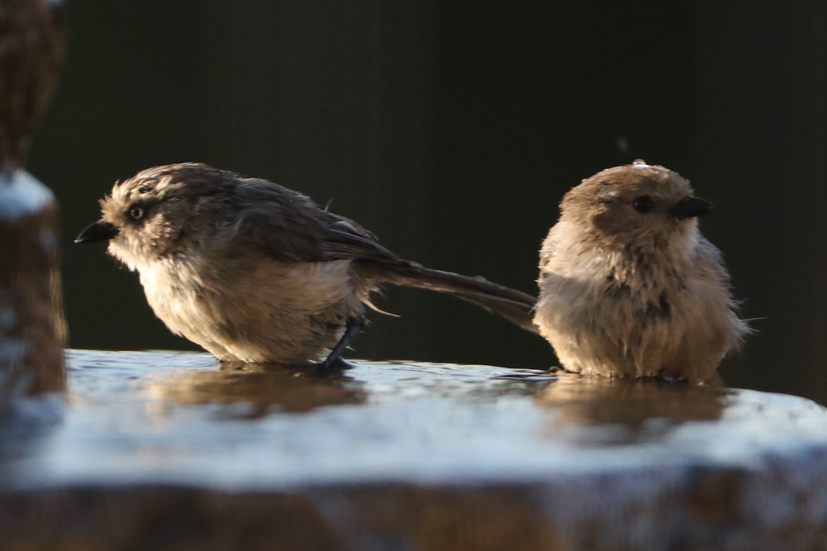 Bushtit - ML620462118