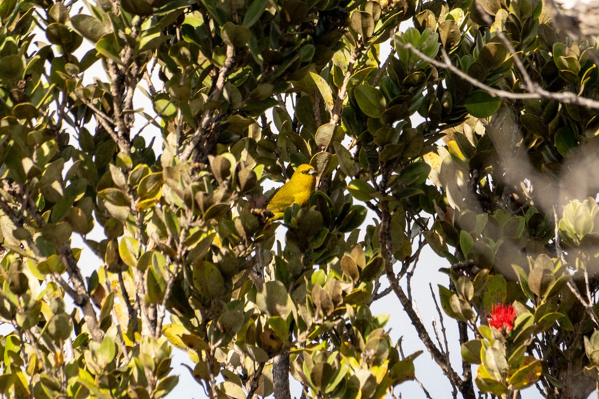 Hawaii-Amakihikleidervogel - ML620462126