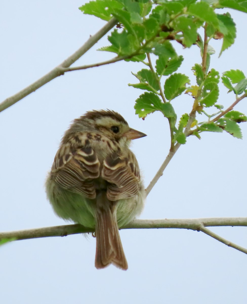 Clay-colored Sparrow - ML620462130