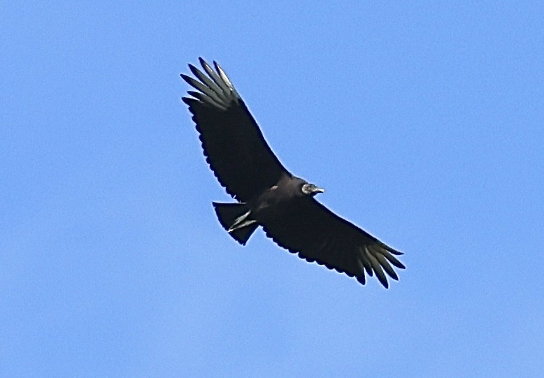 Black Vulture - ML620462133