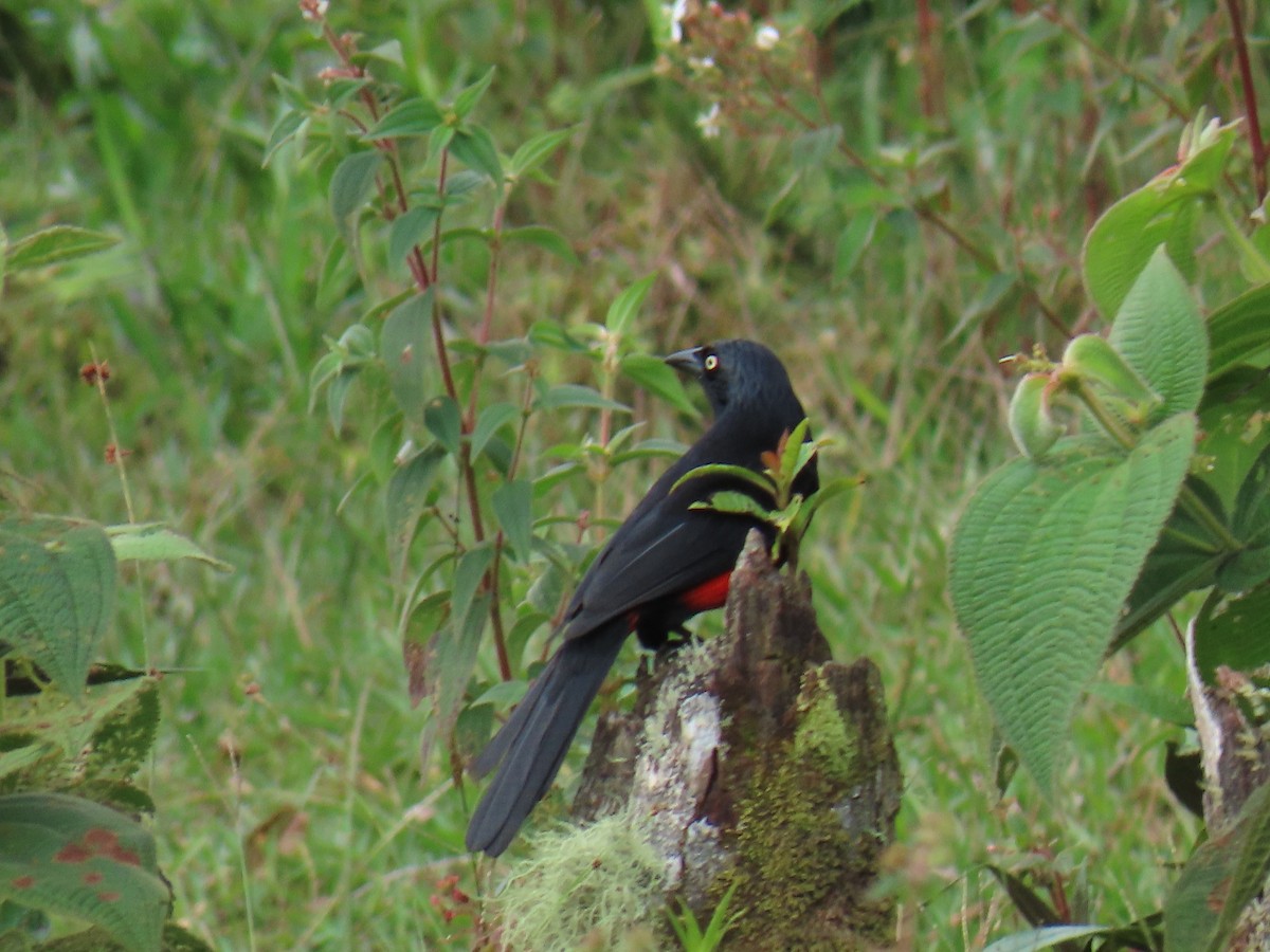 Red-bellied Grackle - ML620462138
