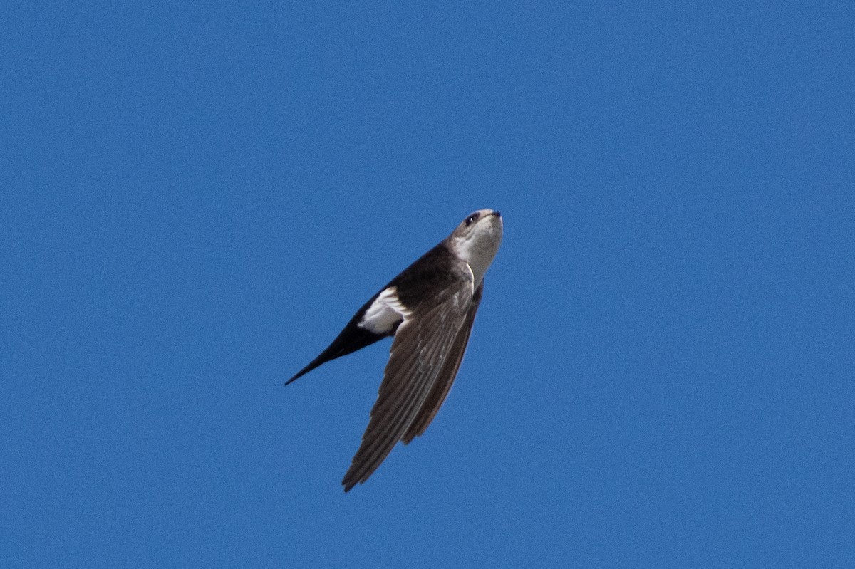 White-throated Swift - ML620462140