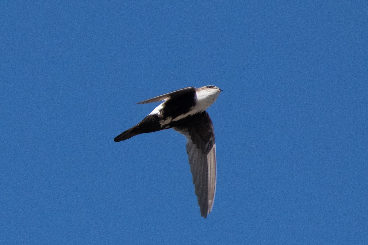 White-throated Swift - ML620462143