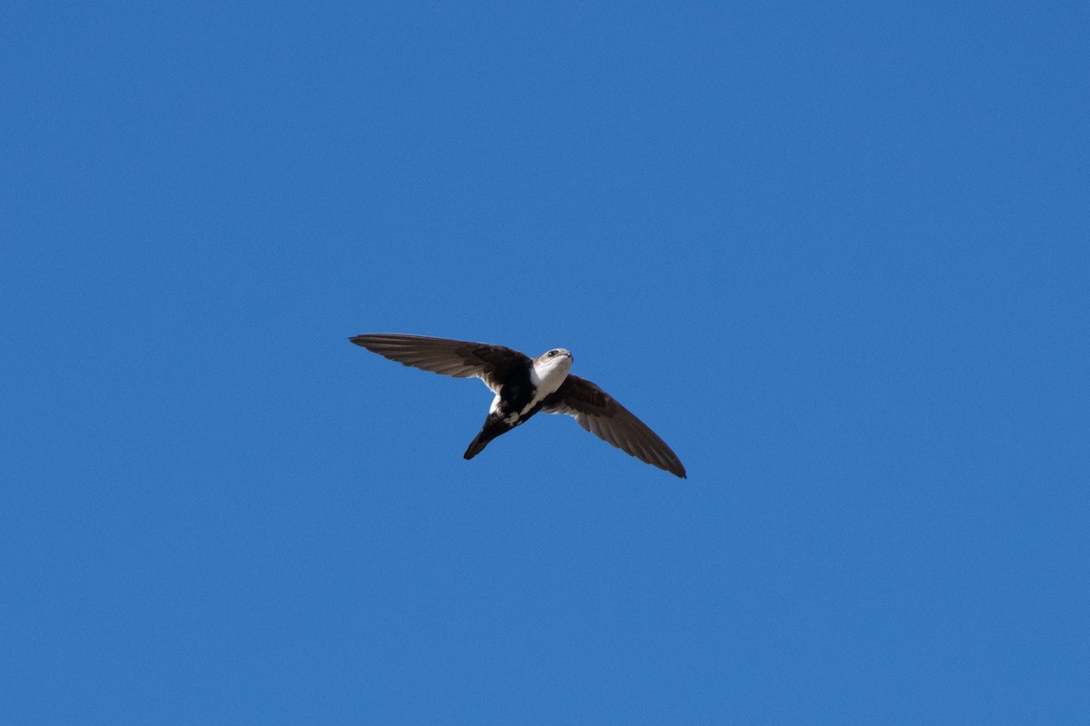 White-throated Swift - ML620462146