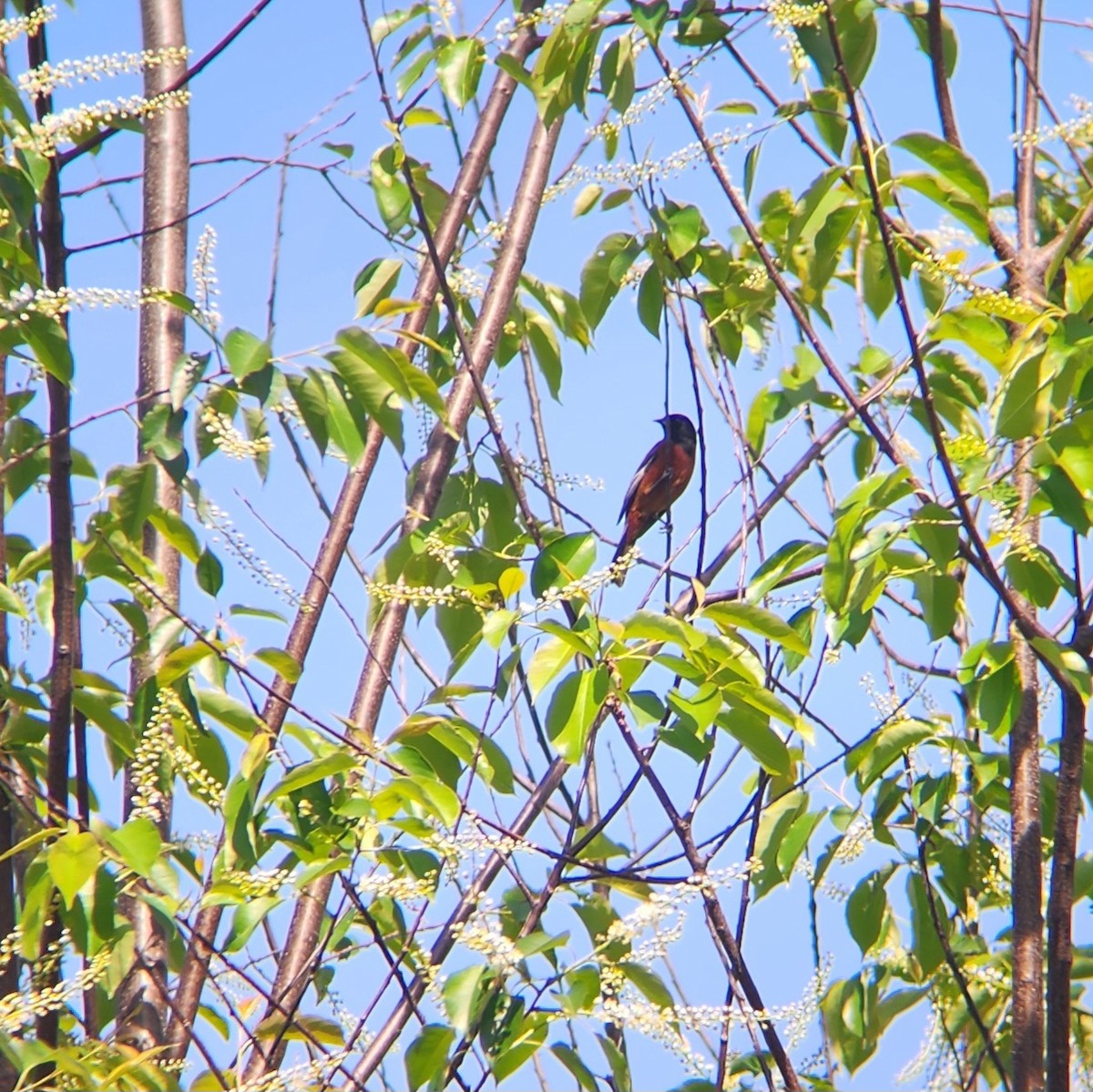 Orchard Oriole - ML620462151