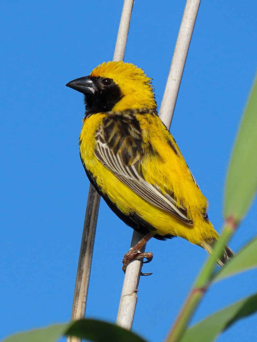 Yellow-crowned Bishop - ML620462152