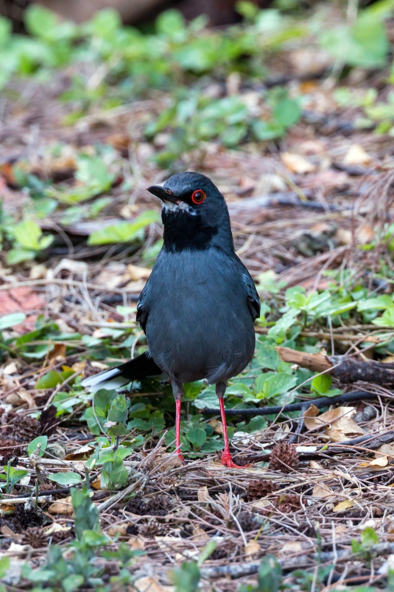 Red-legged Thrush - ML620462160