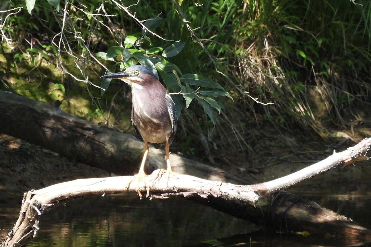 Green Heron - ML620462162