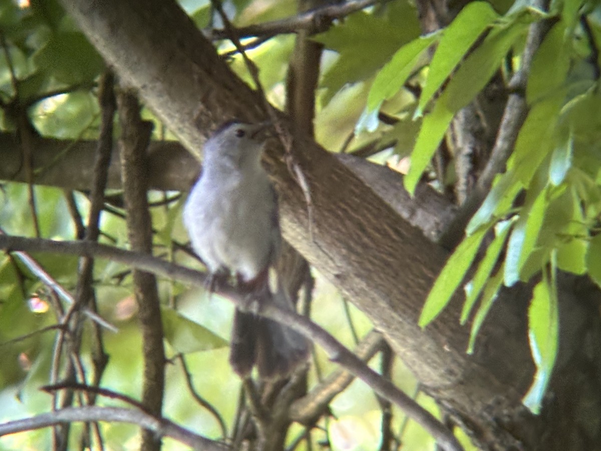 Gray Catbird - ML620462168