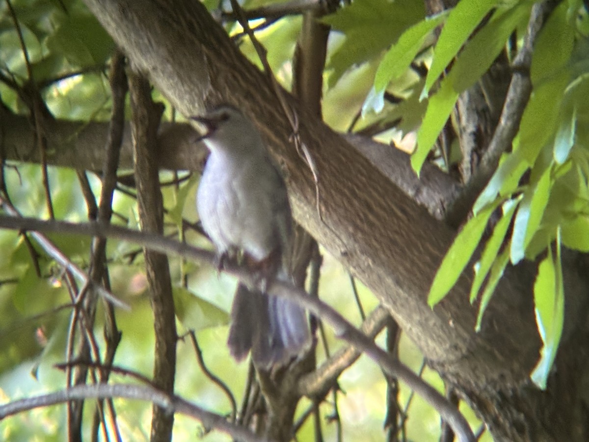 Gray Catbird - ML620462169