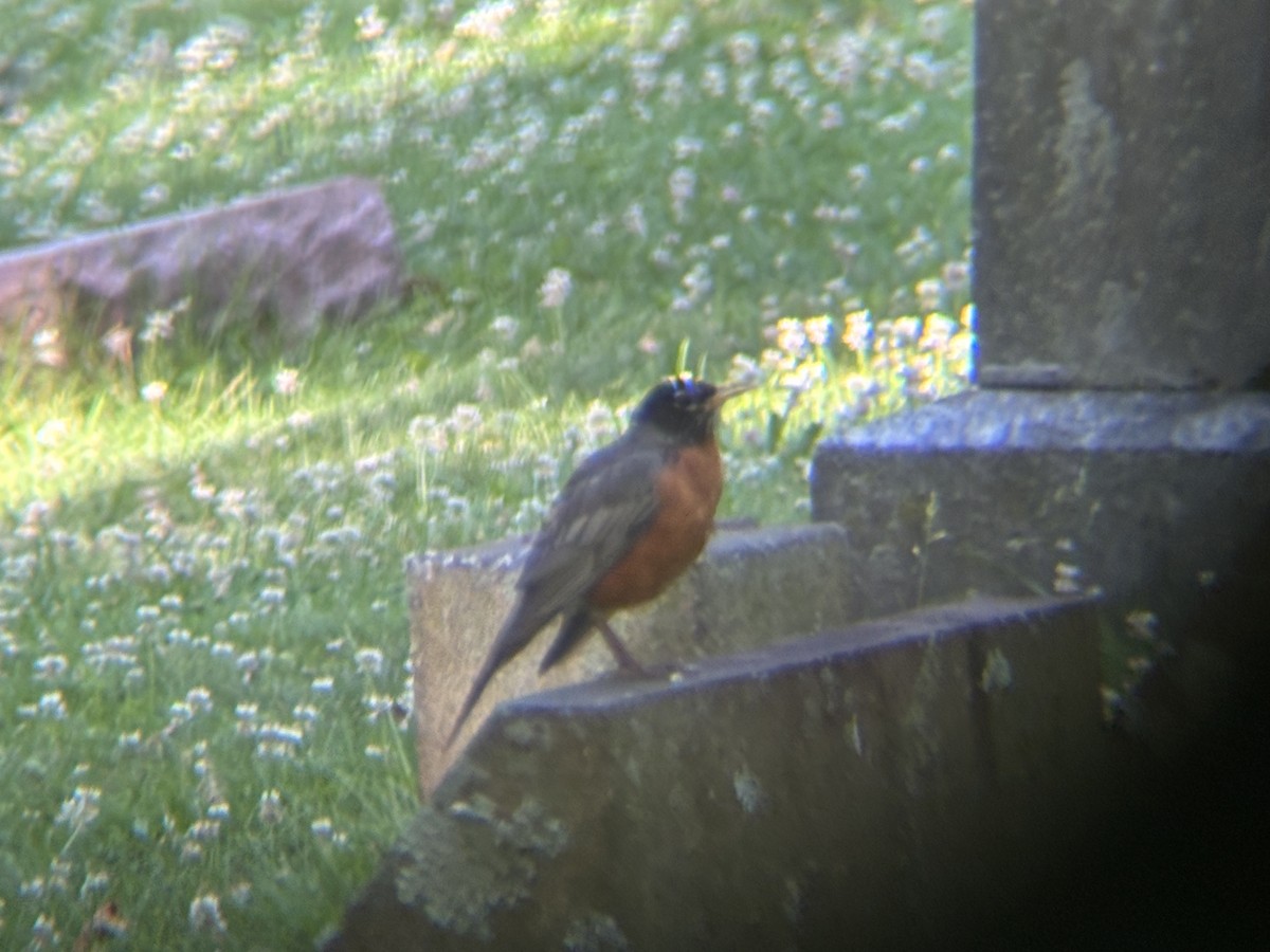 American Robin - ML620462195