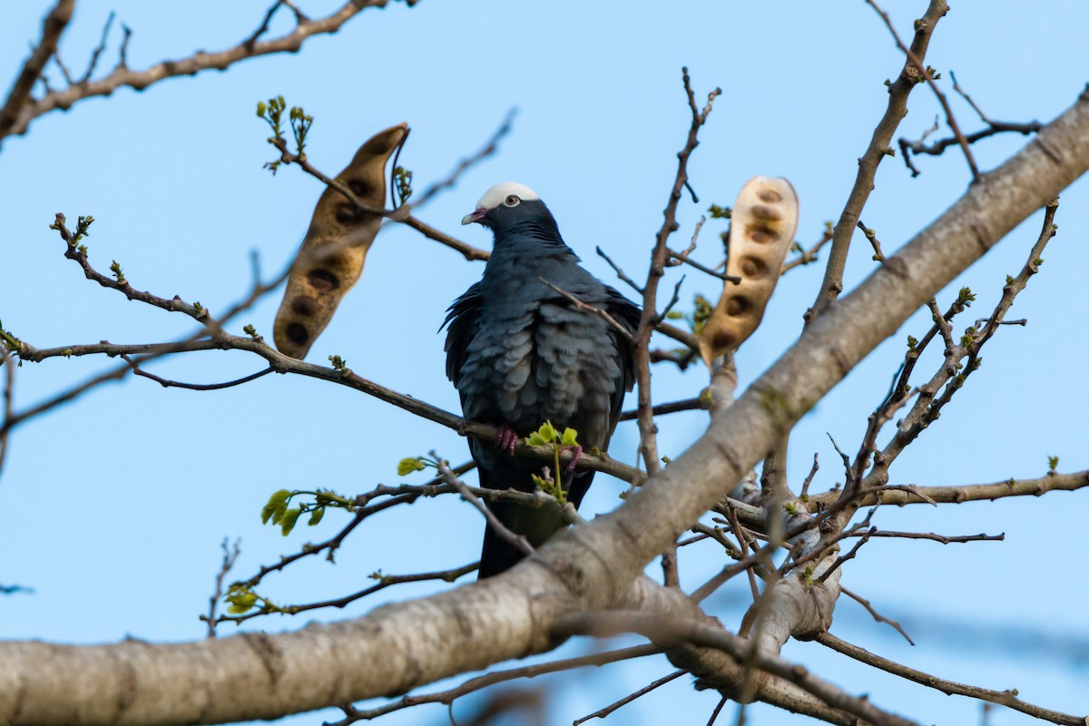 White-crowned Pigeon - ML620462198
