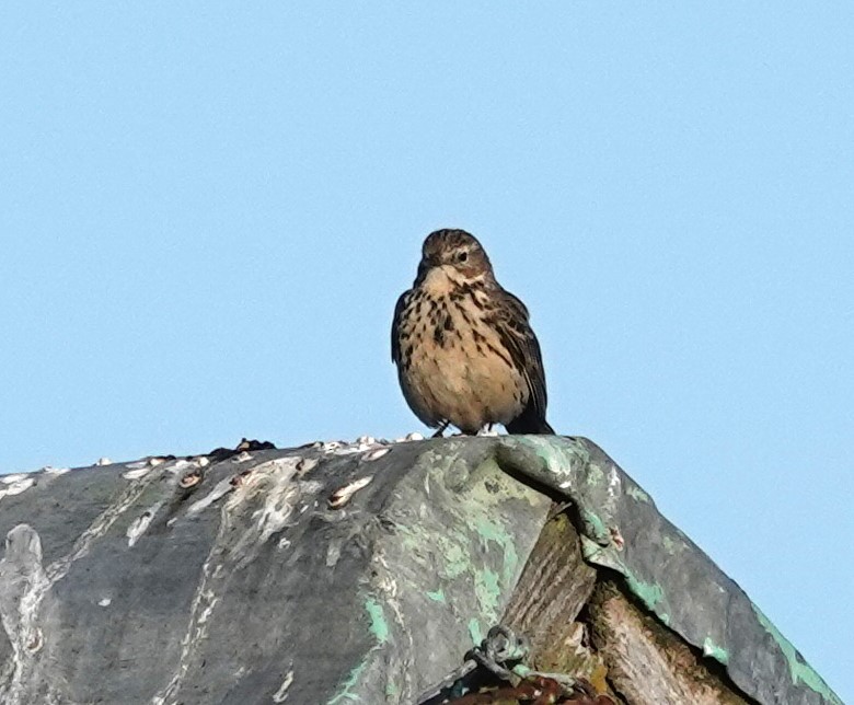 Meadow Pipit - ML620462209