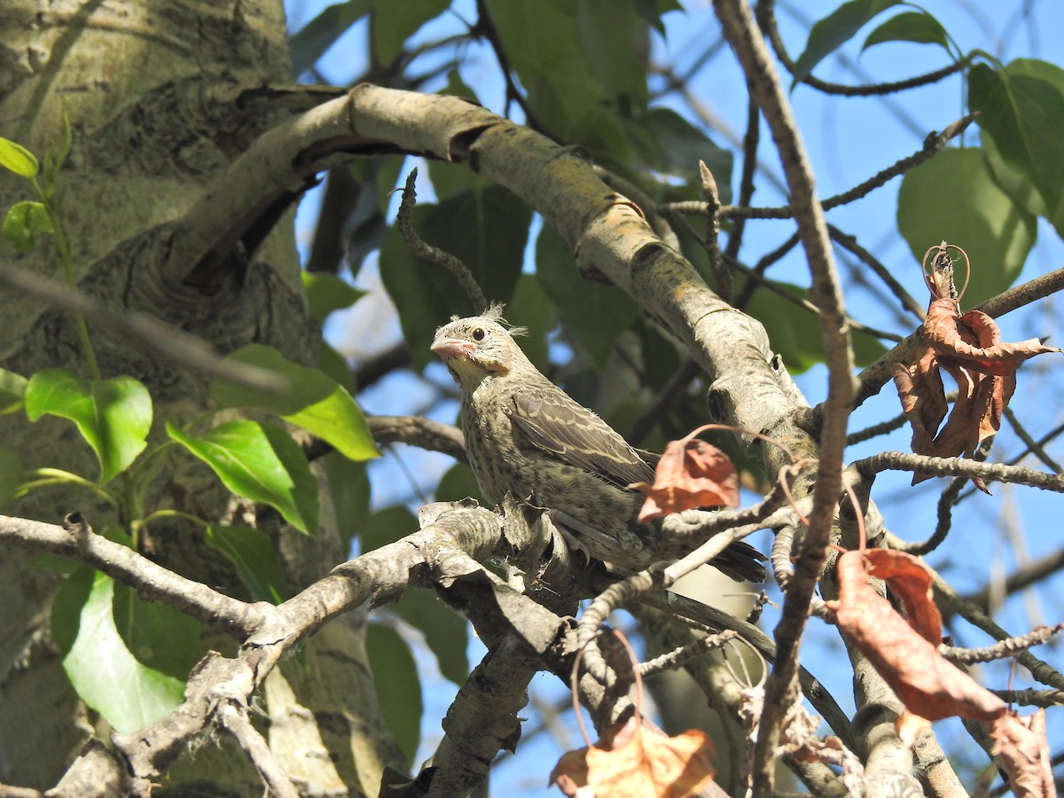 Brown-headed Cowbird - ML620462221