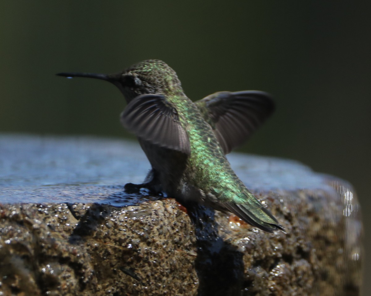 hummingbird sp. - ML620462239