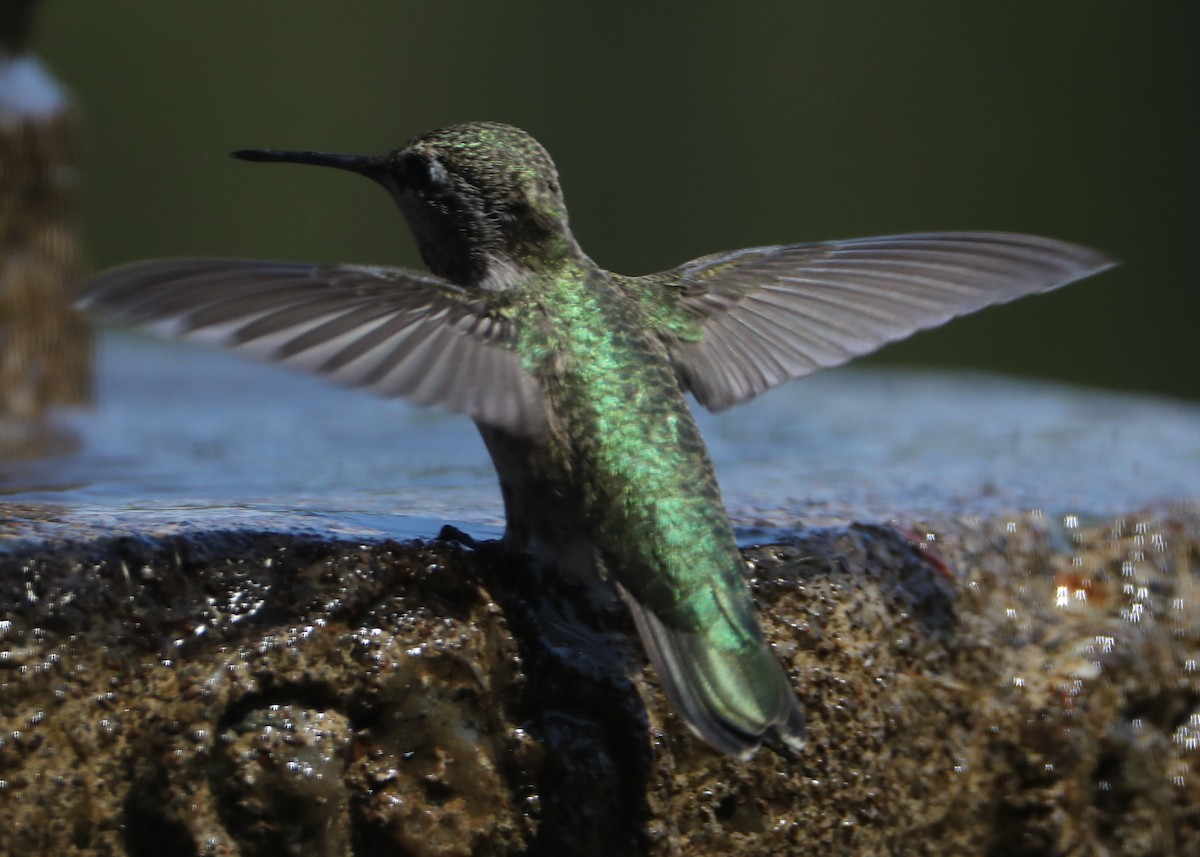 hummingbird sp. - ML620462240
