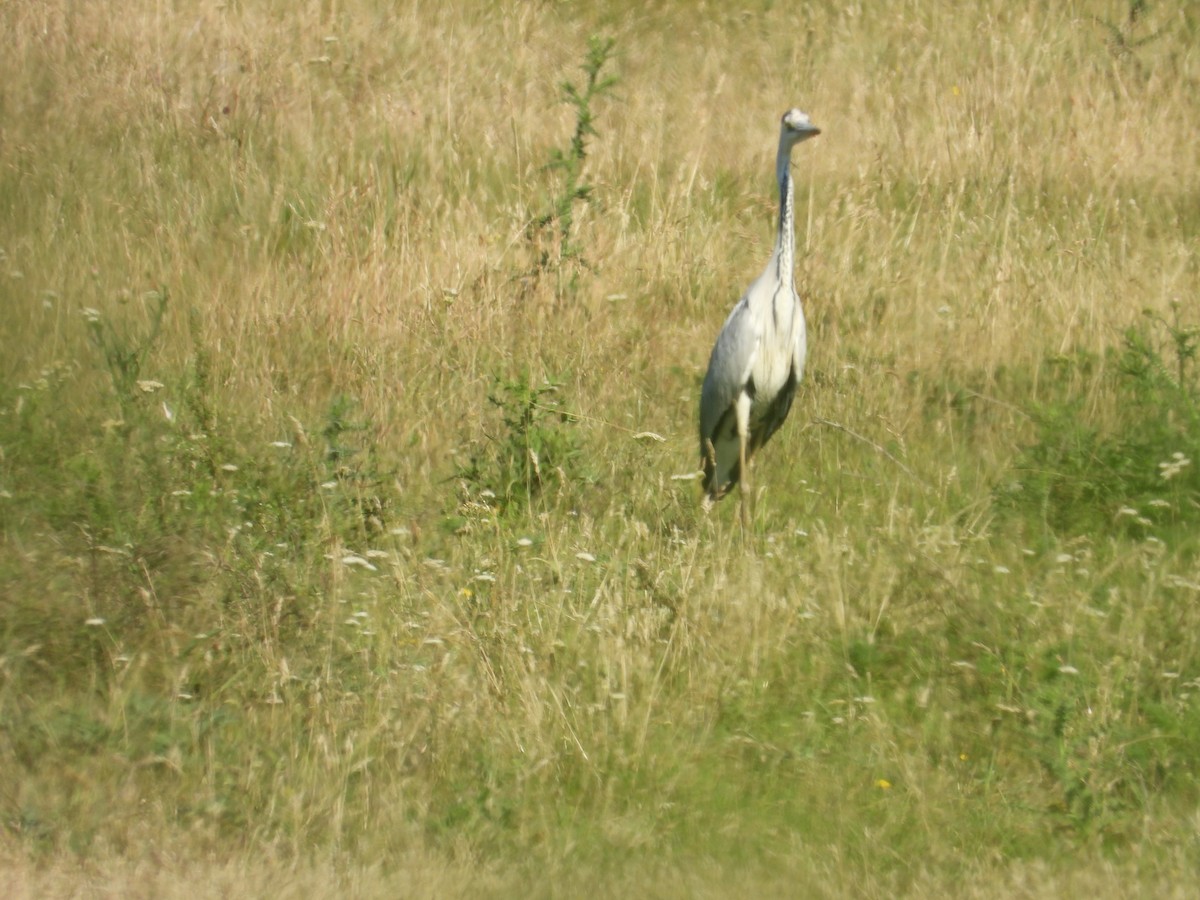 Gray Heron - ML620462243