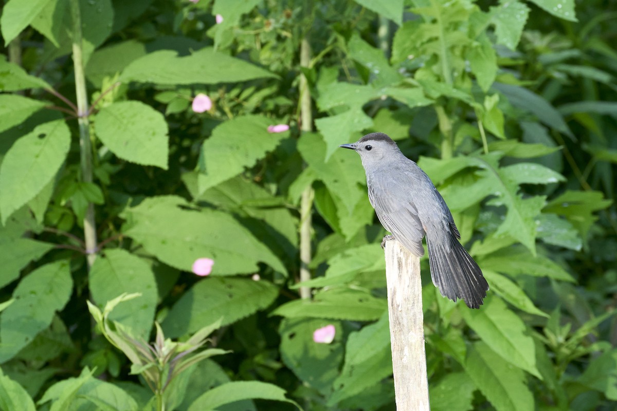 Gray Catbird - ML620462248