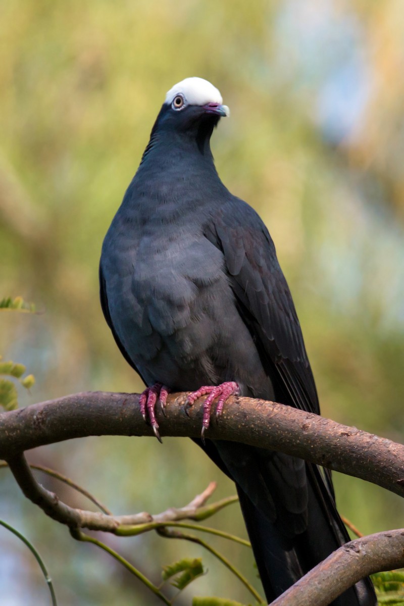 Pigeon à couronne blanche - ML620462255