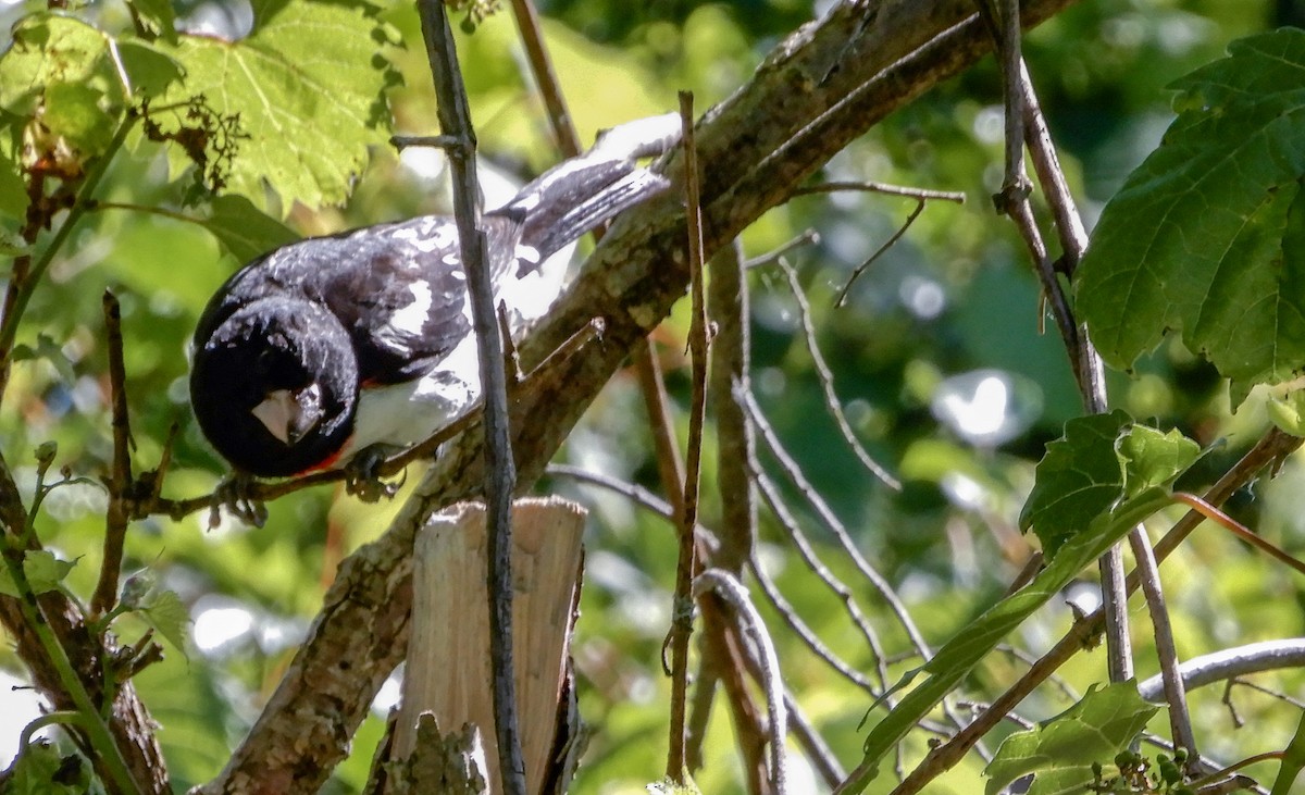 Rose-breasted Grosbeak - Scot Russell