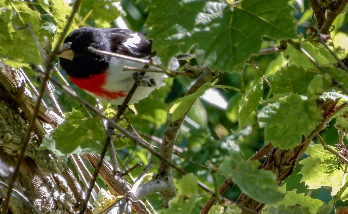 Rose-breasted Grosbeak - ML620462258