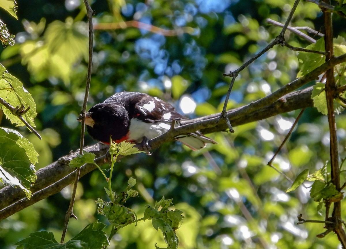 Rose-breasted Grosbeak - ML620462261