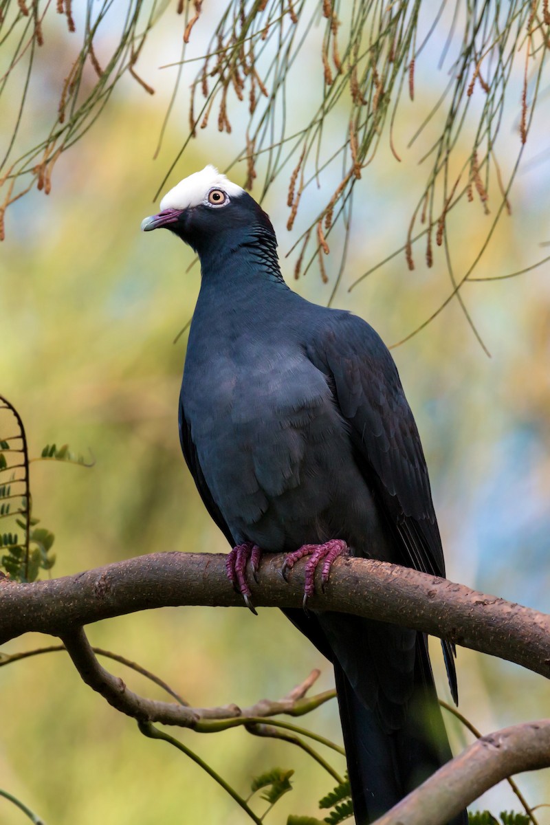 White-crowned Pigeon - ML620462263