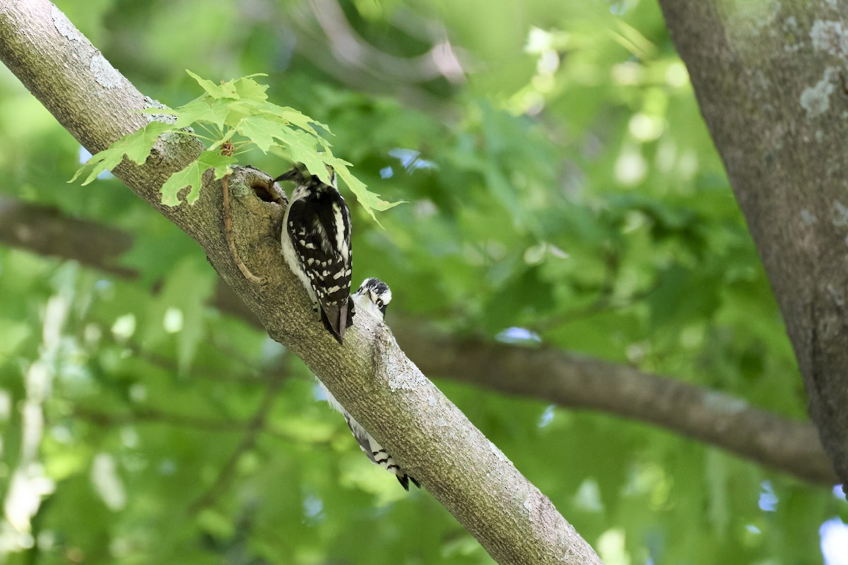 Downy Woodpecker (Eastern) - ML620462276