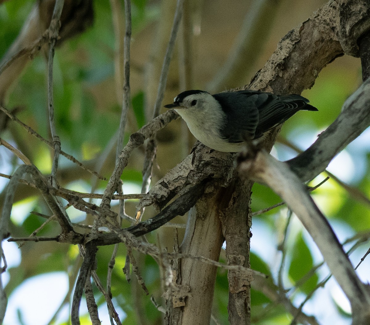 White-breasted Nuthatch - ML620462279