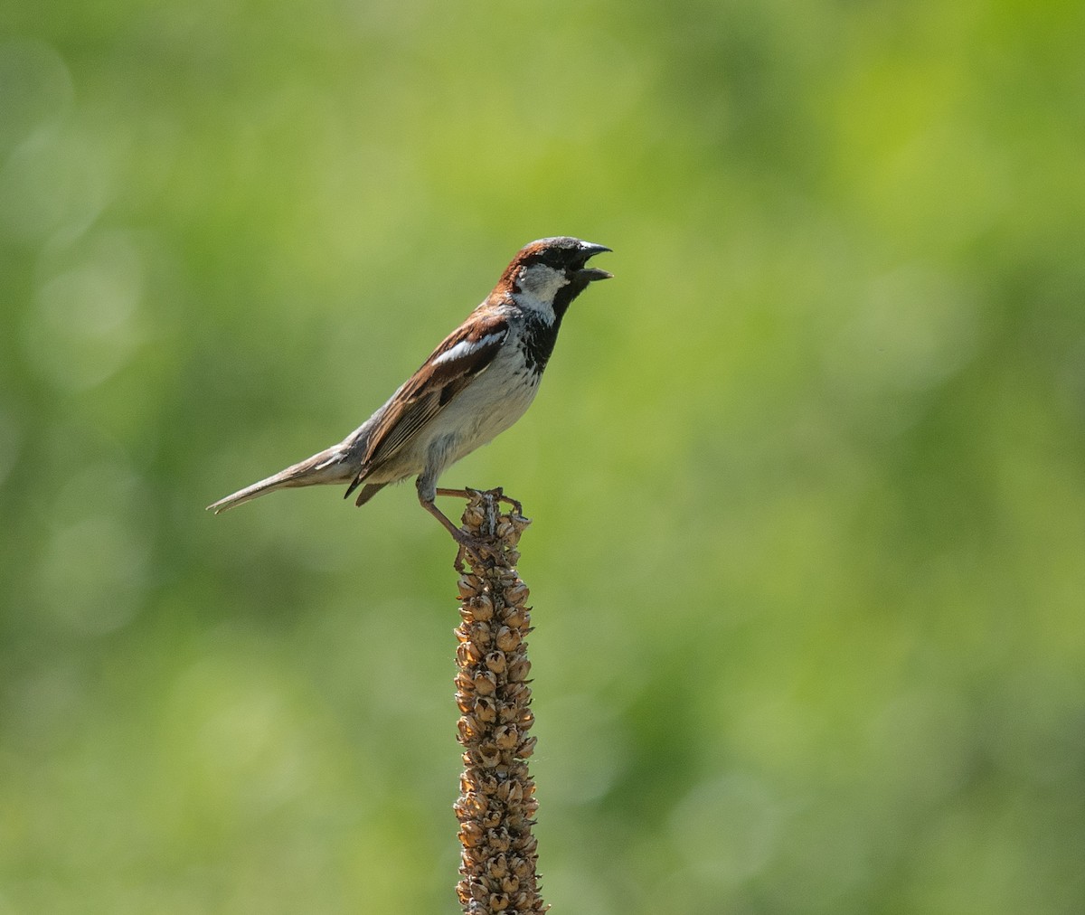 House Sparrow - ML620462282