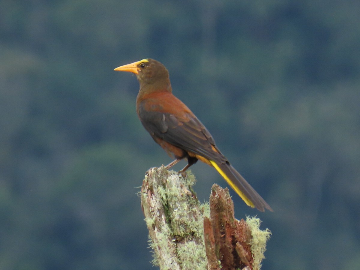 Russet-backed Oropendola - ML620462283