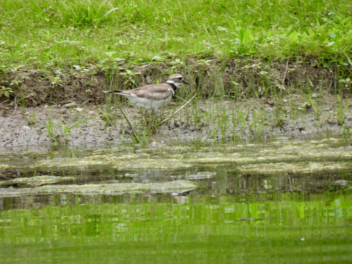 Killdeer - ML620462288