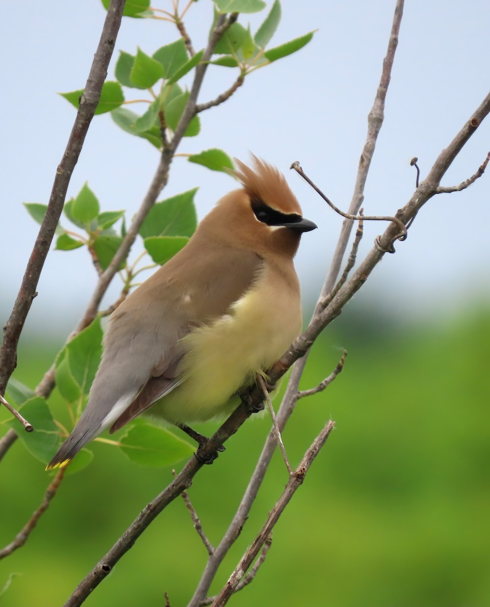 Cedar Waxwing - ML620462292