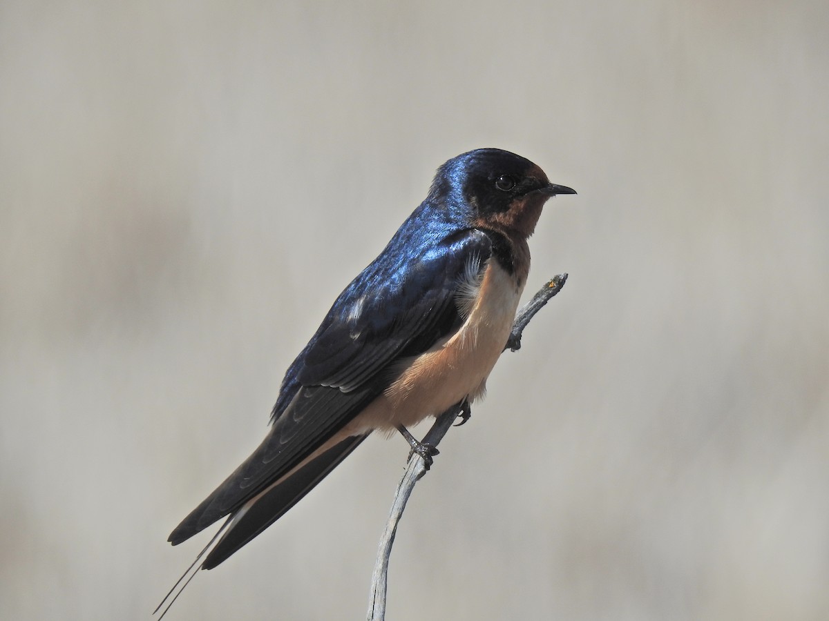 Barn Swallow - ML620462294