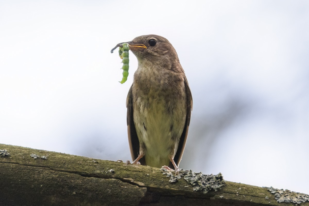 Thrush Nightingale - ML620462296