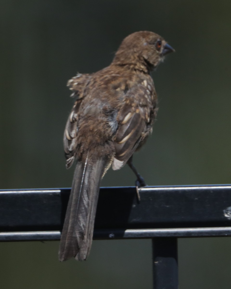 California Scrub-Jay - ML620462297