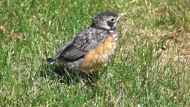 American Robin - ML620462301