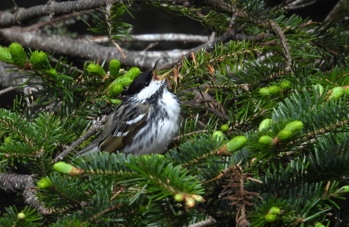 Paruline rayée - ML620462308