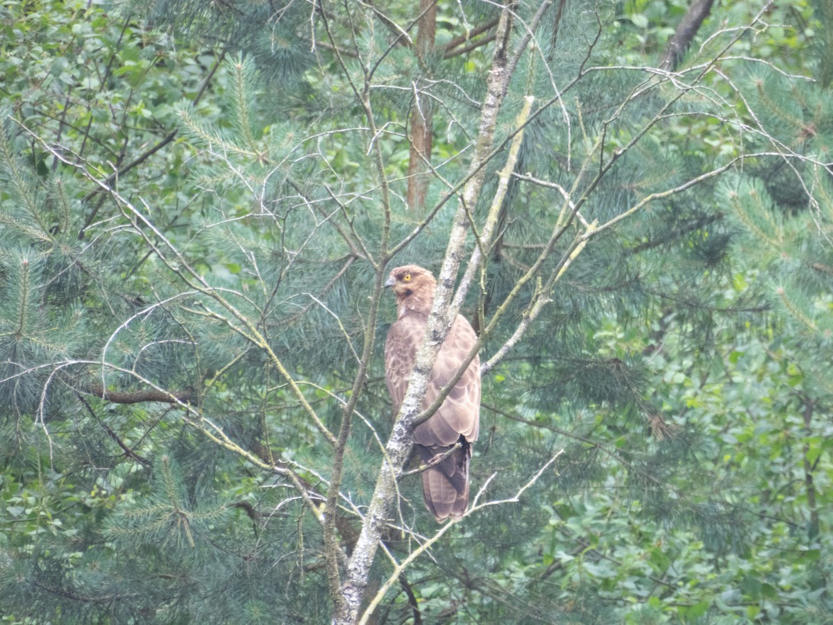 European Honey-buzzard - ML620462309