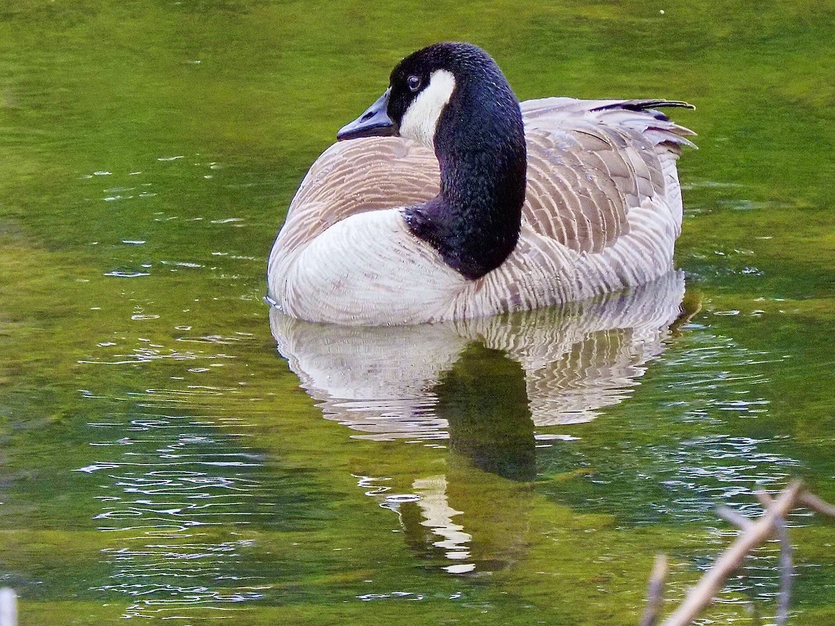 Canada Goose - ML620462322