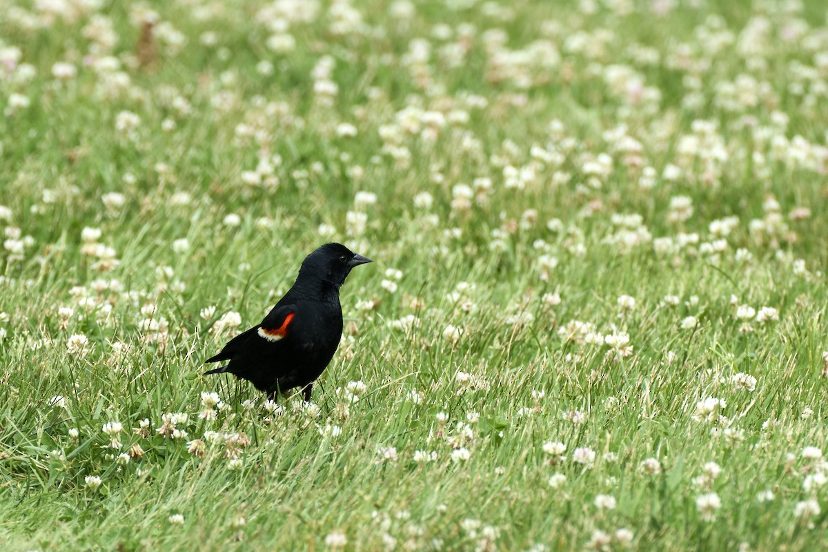 Red-winged Blackbird (Red-winged) - ML620462328